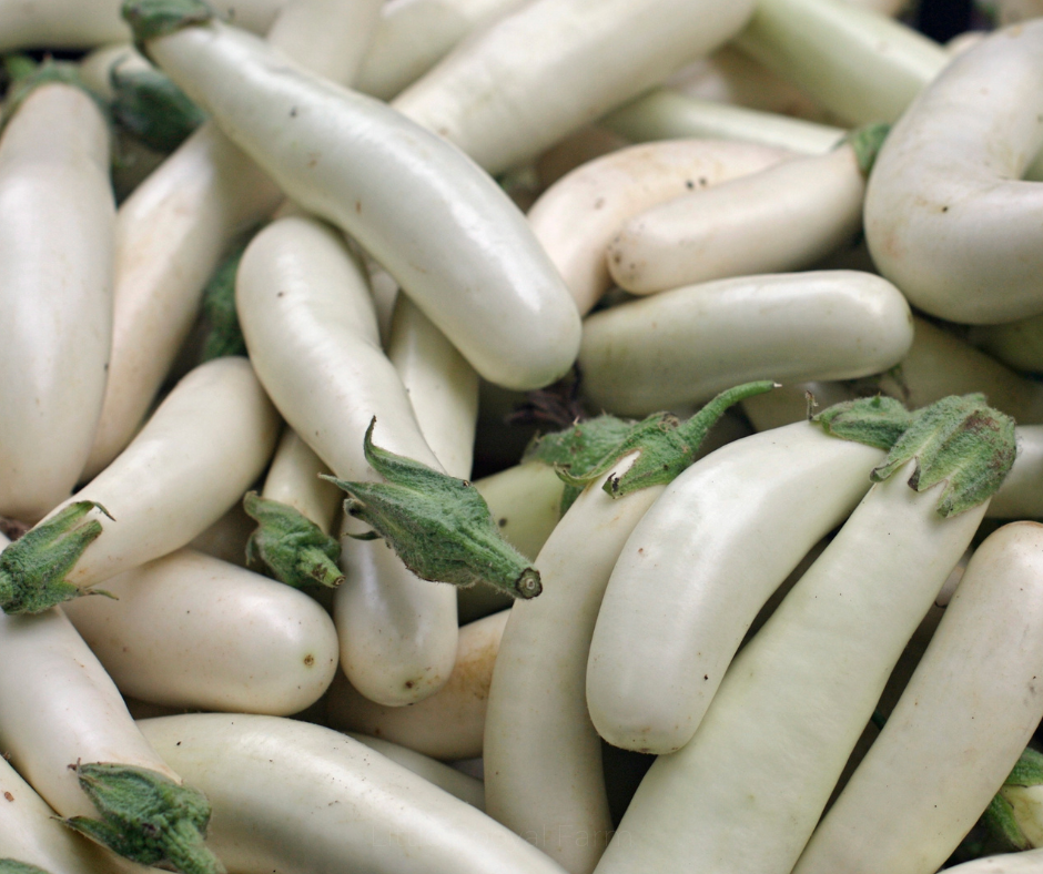 EGGPLANT Casper Seeds