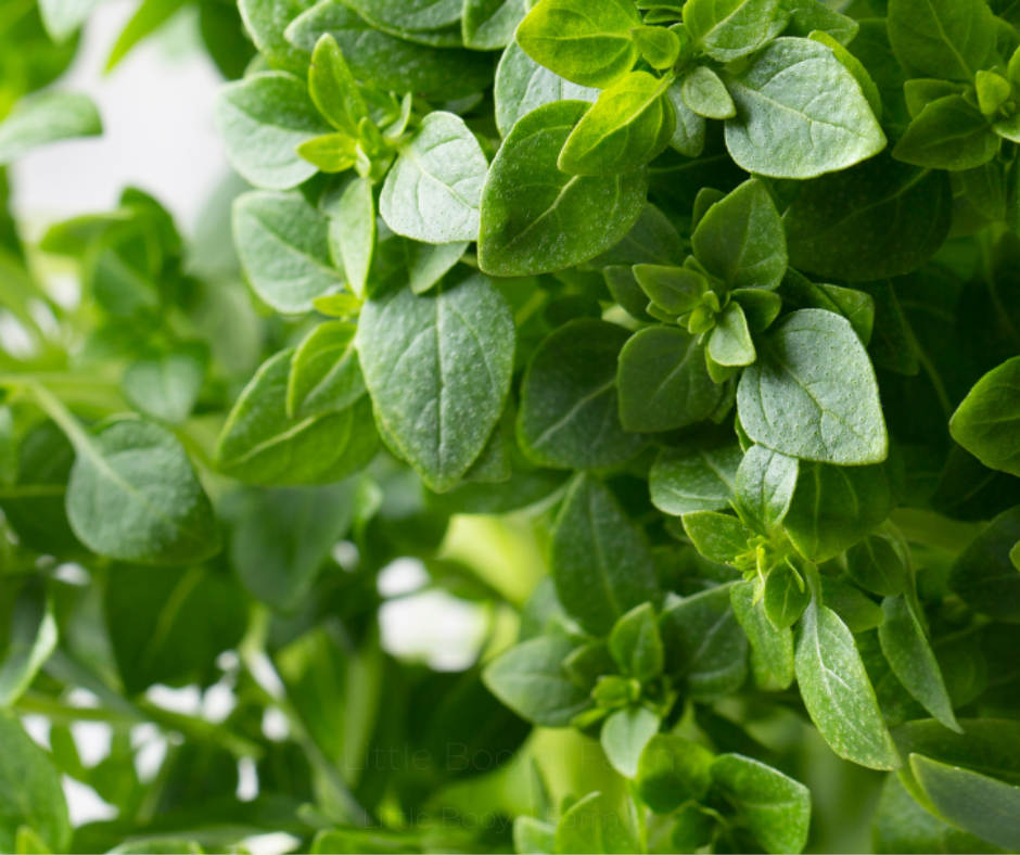 BASIL Mini Spicy Seeds