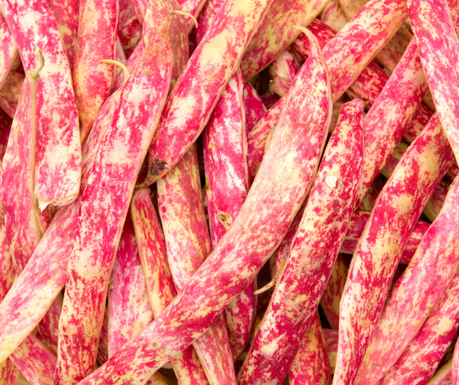 COBBII CREEK FARM | BORLOTTI BEAN