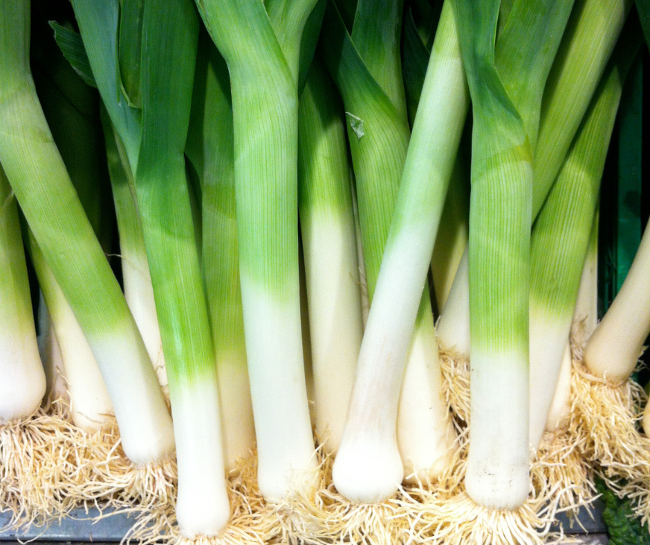 COBBII CREEK FARM | BULGARIAN LEEK