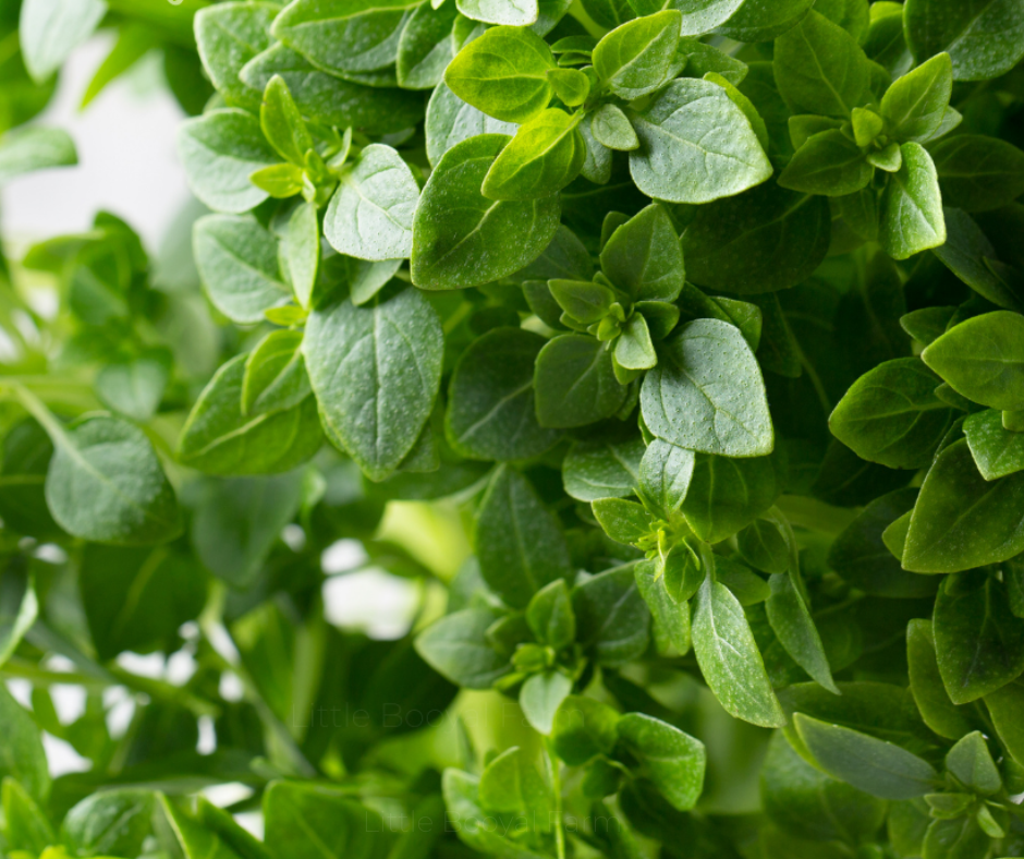 BASIL Fine Leaf Seeds