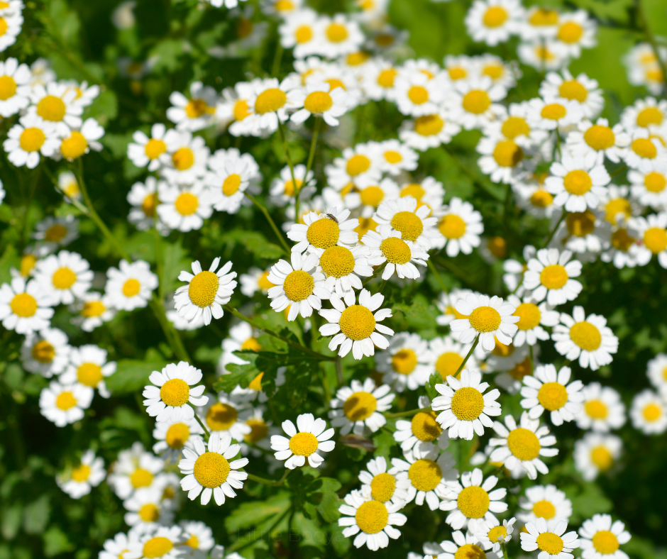 Feverfew Tall Single White Seeds