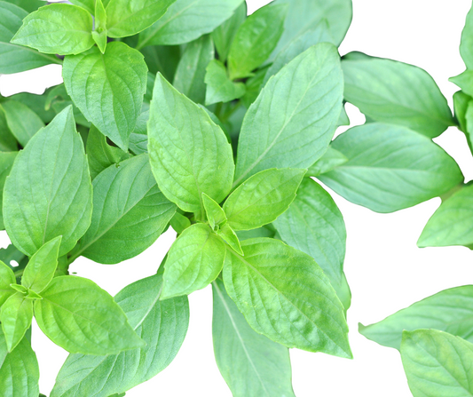 BASIL Lemon Seeds