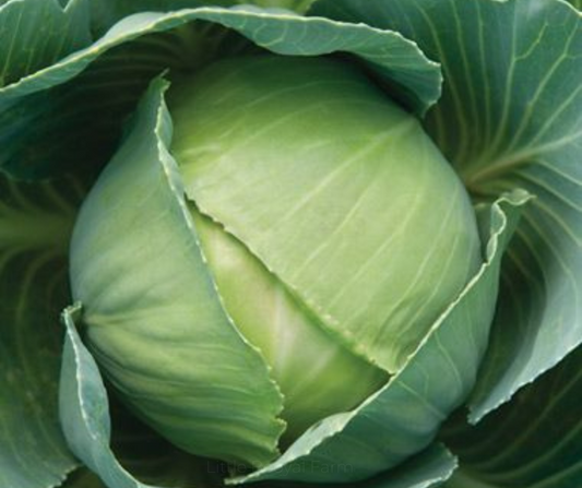 Cabbage Mini Seeds