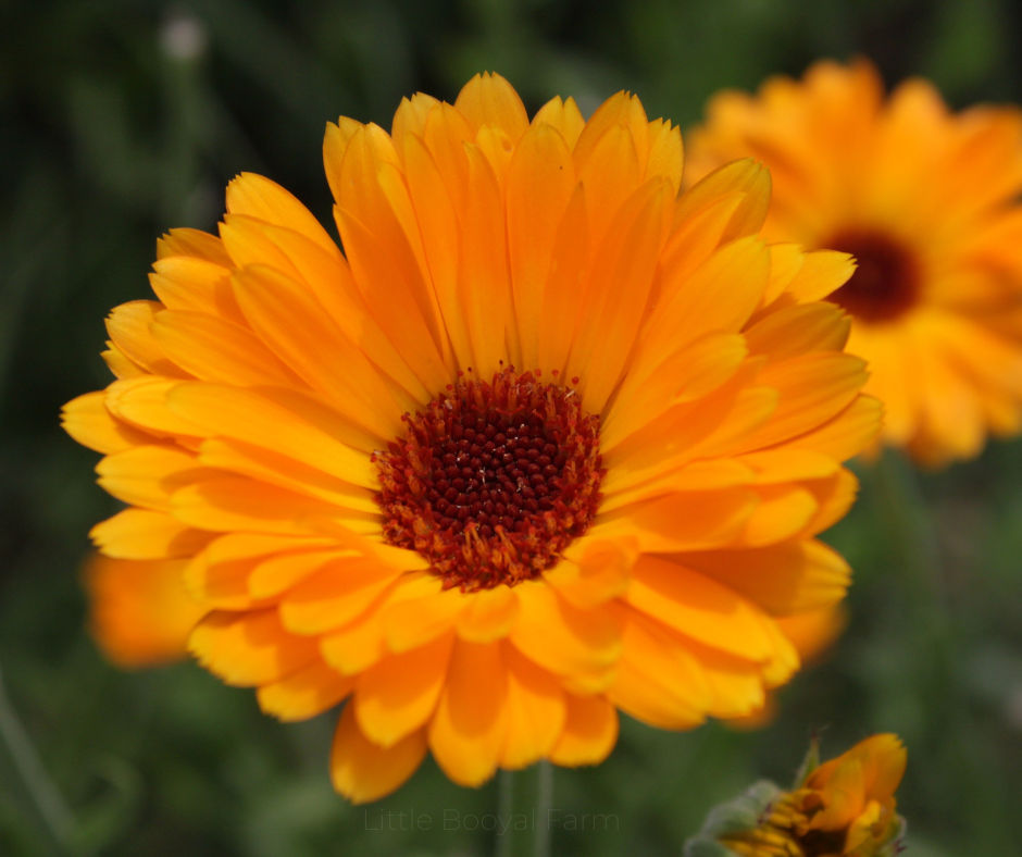 COBBII CREEK FARM | CALENDULA ORANGE