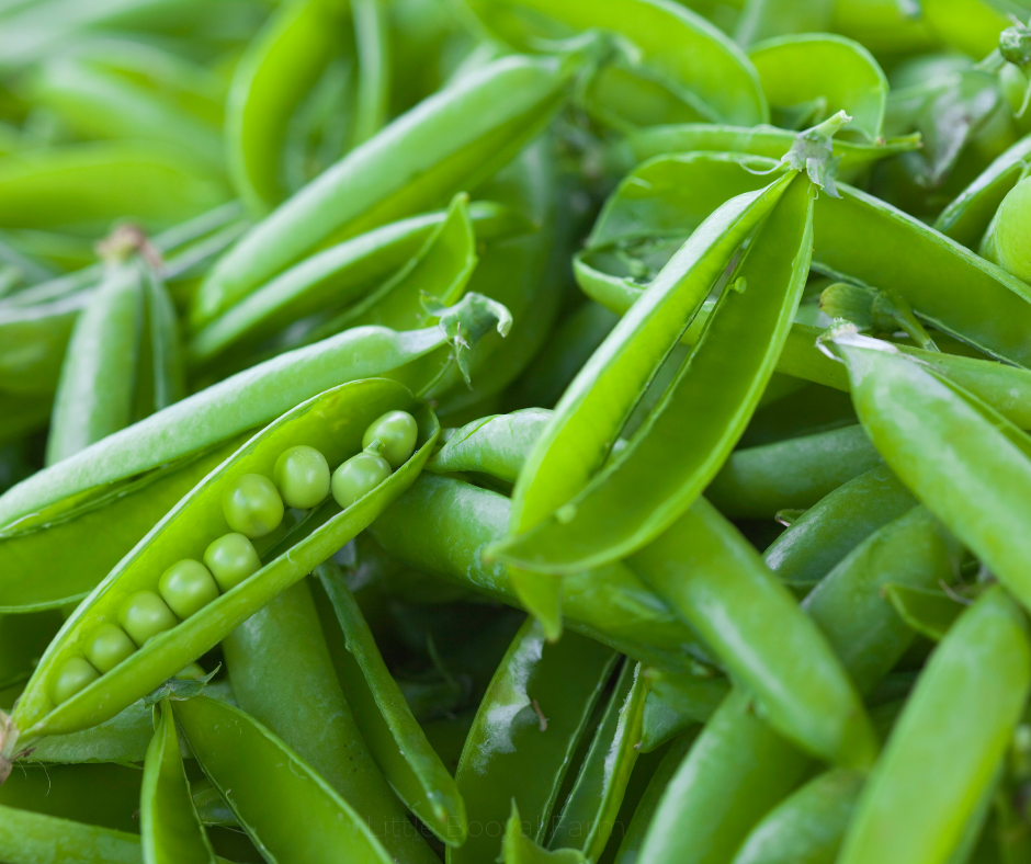 Pea Novella Seeds