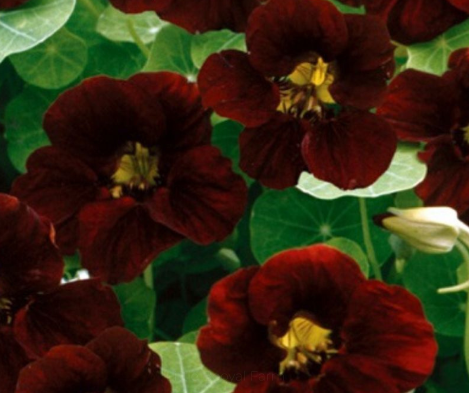Nasturtium Tom Thumb Black Velvet