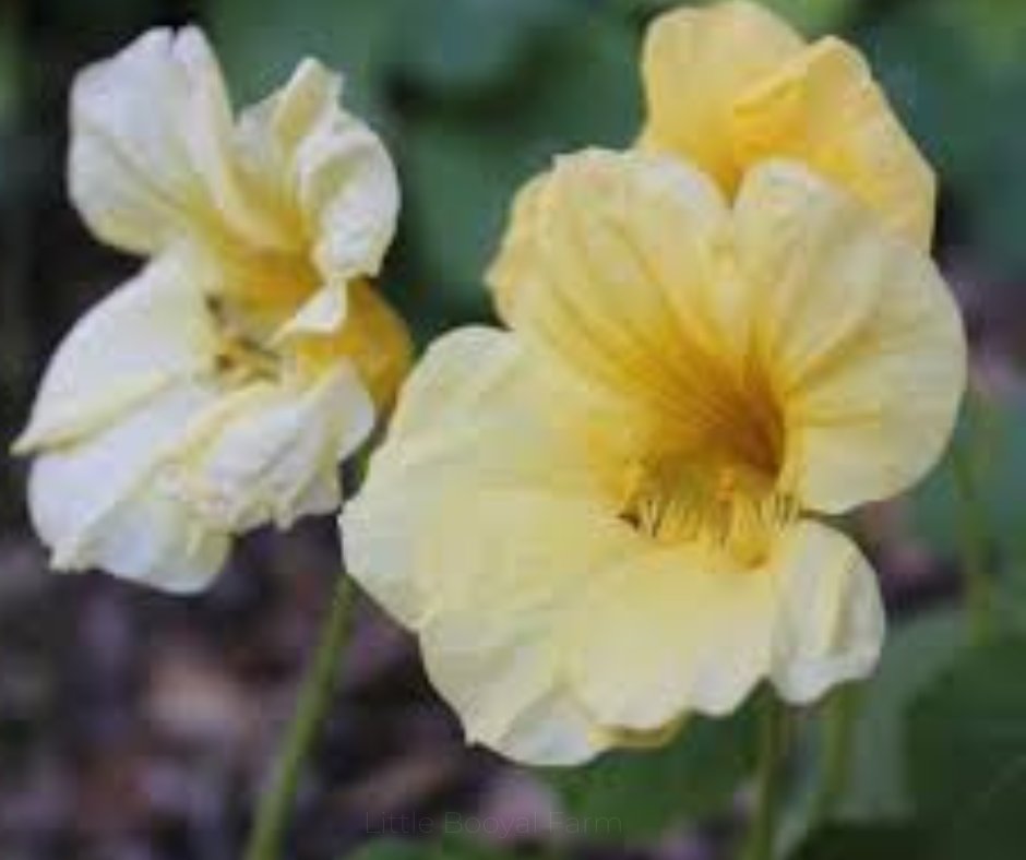 Nasturtium Gleam Moon Seeds