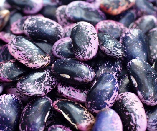 COBBII CREEK FARM | SCARLETT EMPEROR