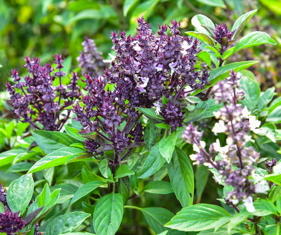 COBBII CREEK FARM | CINNAMON BASIL