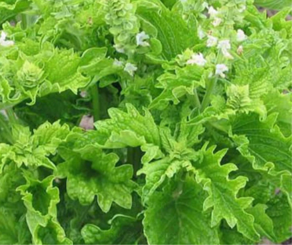 BASIL Green Ruffles Seeds