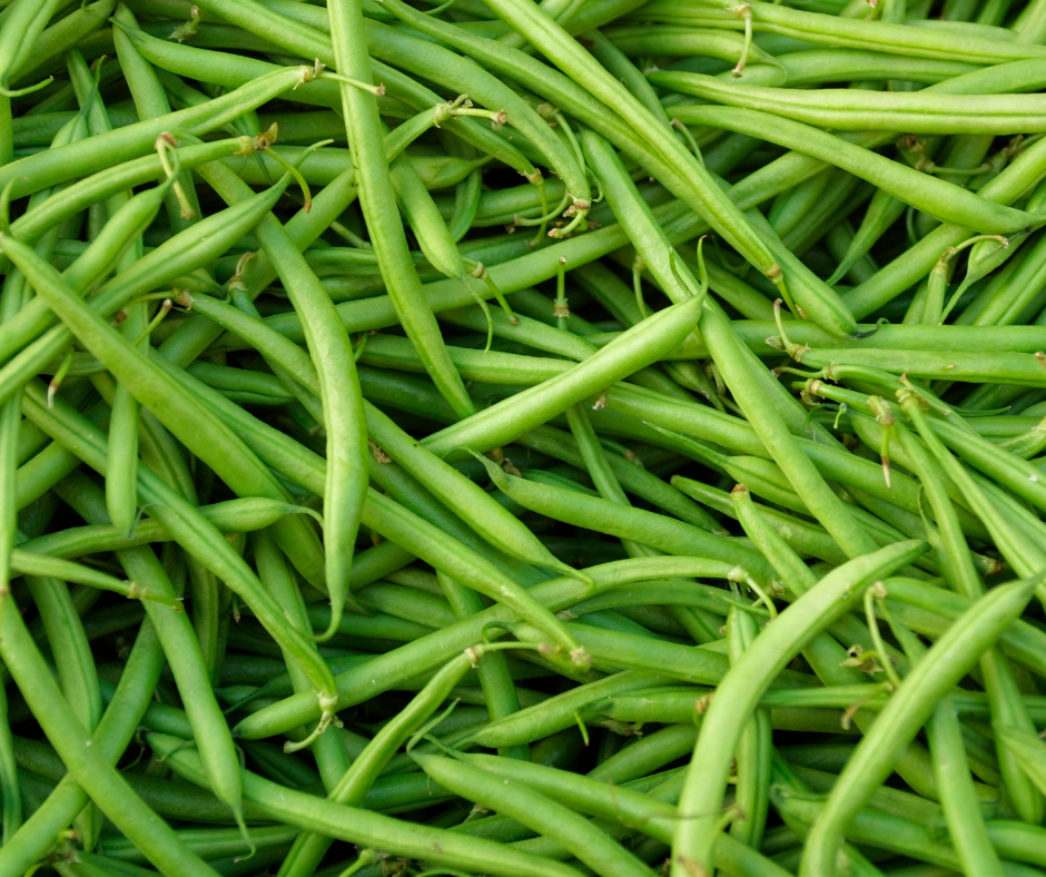 COBBII CREEK FARM | BEAN BLUE LAKE