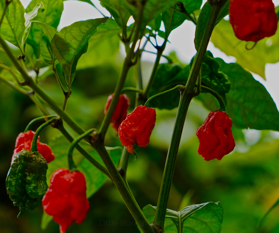 COBBII CREEK FARM | CAROLINA REAPER