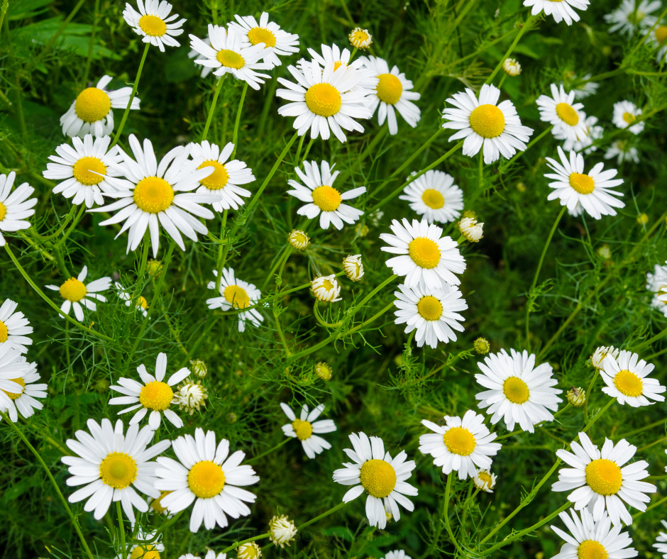 COBBII CREEK FARM | CHAMOMILE ROMAN
