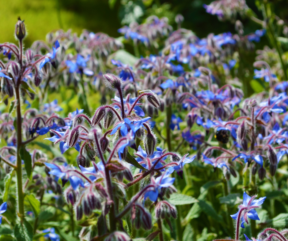 Cobbii Creek Farm | Borage Seeds