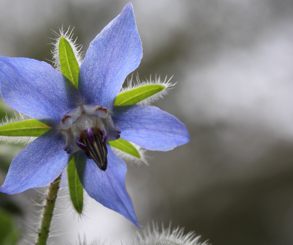 Cobbii Creek Farm | Borage Seeds
