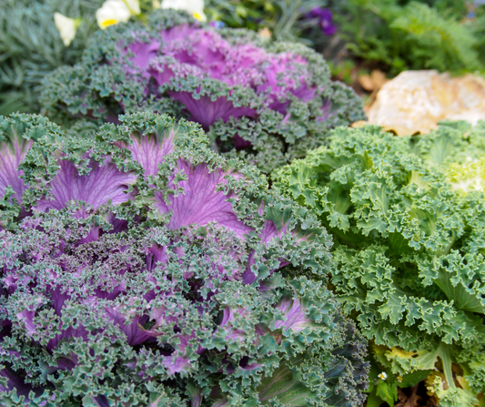 KALE HEIRLOOM GARDEN MIX SEEDS