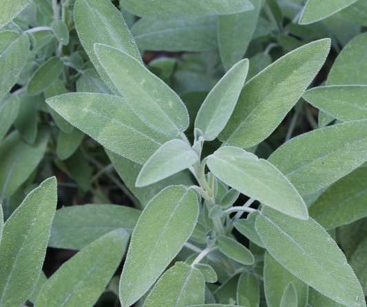 SAGE SEEDS