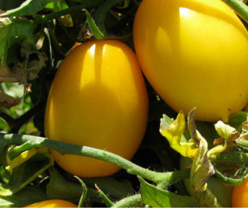 TOMATO Golden Roma