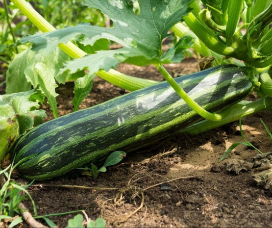 ZUCCHINI Cocozelle Seeds