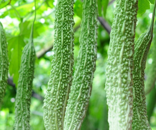 GOURD BITTER LONG SEEDS