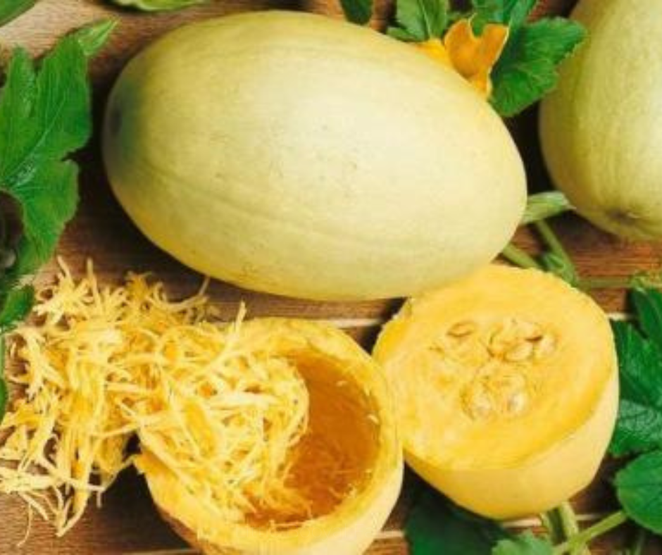 SQUASH - VEGETABLE SPAGHETTI SEEDS